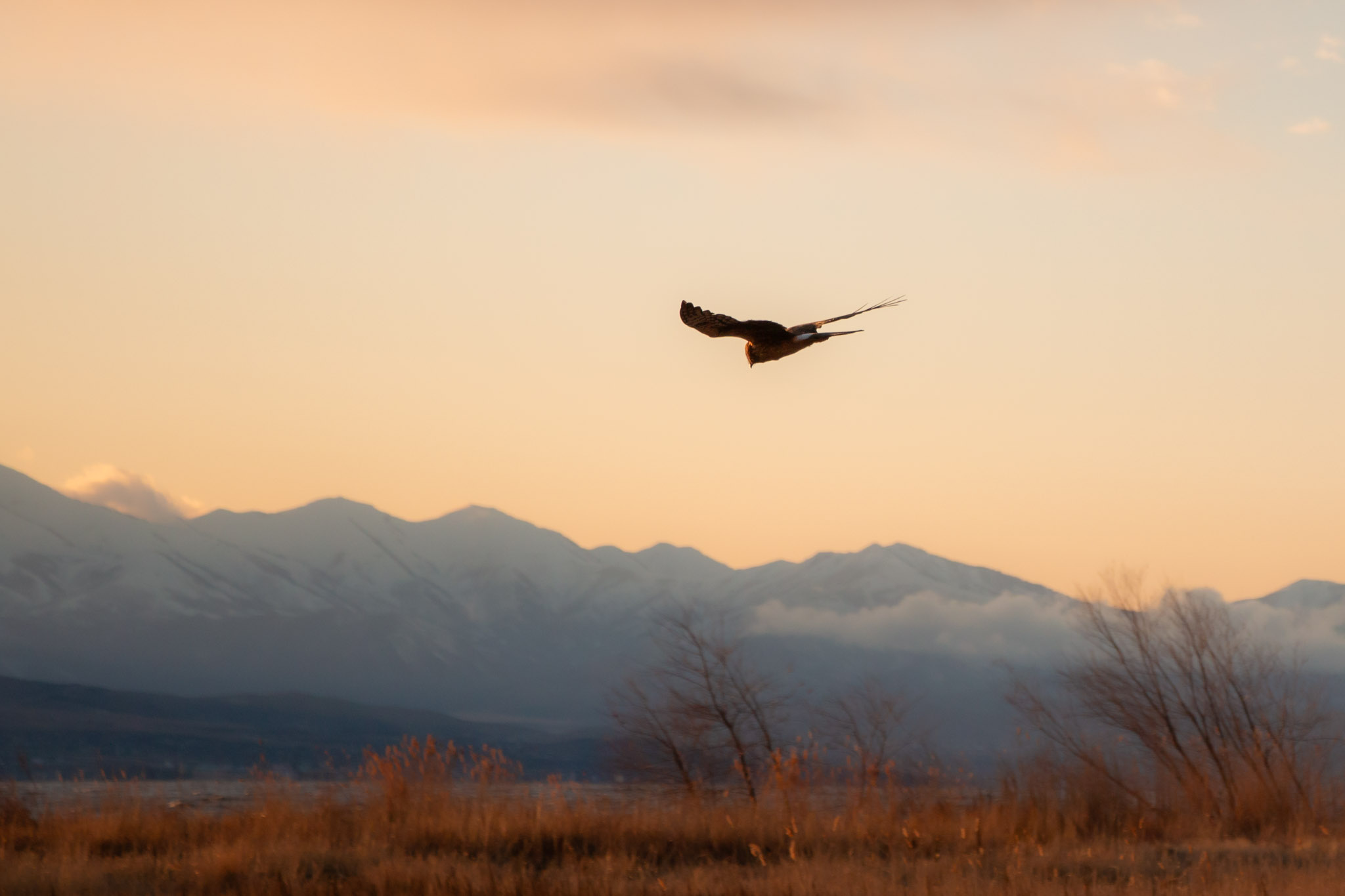 A harrier glides down looking at the ground, the mountains blue against a golden sky